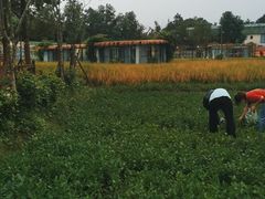 -洪湖家庭农场·团建·露营·会议