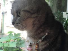 -海边的猫和咖啡馆