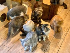 -more than meow吴止猫主题餐厅(承德 中船汇店)