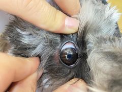 -美联众合动物医院(·中兽医·疑难杂症·严家桥分院)