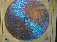 -上海昆虫博物馆