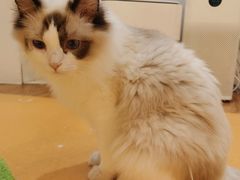 -COLOR PETS 撸猫馆·购猫·猫咖(长风大悦城店)