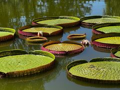 -国家植物园南园