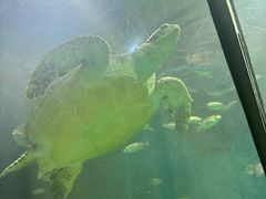 -苏州海洋馆