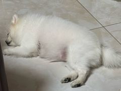 -美联众合动物医院·24h京西诊疗中心