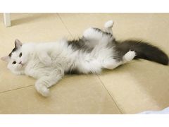 -凯特喵百思猫专科医院