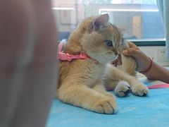 -瑞派·关忠动物医院·猫专科·犬专科(三环新城店)
