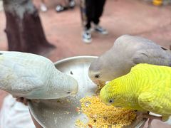 -正佳雨林生态植物园