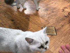 -猫小院猫主题餐厅(三里屯店)