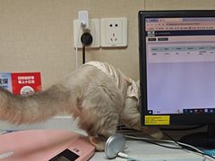 -安安宠医宠物医院·异宠·犬猫内科(岳阳分院)