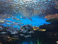 -华夏文旅海洋公园