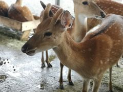 -鹿境梅花鹿生态园区
