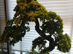 -苏淮景·苏闽融创菜·海鲜(原空港井河轩店)