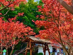 -广州市帽峰山景区