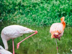 -杭州野生动物世界