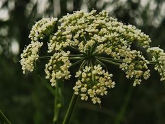 -国家植物园