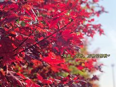 -南京枫彩漫城
