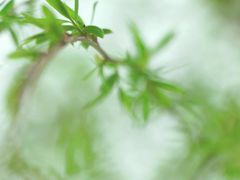 -三圣花乡旅游区