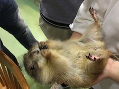 -藦茜花园宠物主题亲子互动体验馆(国顺东路店)