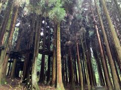 -武陵山森林公园