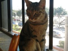 -more than meow吴止猫主题餐厅(承德 中船汇店)