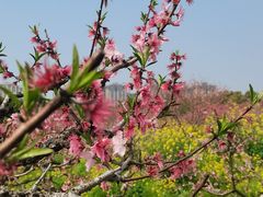 -南汇桃花村