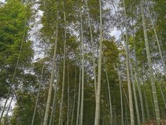 -上海佘山国家森林公园天马山园