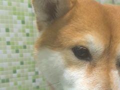 -瑞鹏宠物医院·微创内窥镜·骨外科·牙科(翠竹分院)