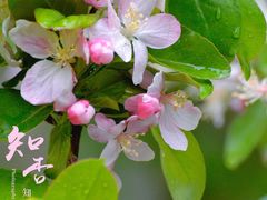 -海棠花溪(元大都城垣遗址公园)
