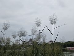 -莲花池公园