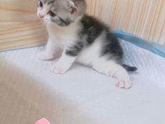 -十年猫舍·猫咪专门店(普陀店)