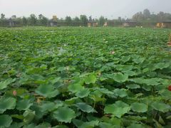 android_upload_pic-灵山莲花公园-温泉度假区