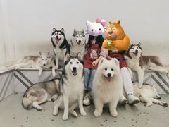 -星多哈·狗咖·拼豆·咖啡