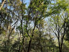 -上海佘山国家森林公园天马山园