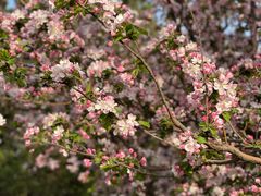 -海棠花溪(元大都城垣遗址公园)