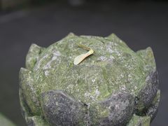 -都江堰普照寺