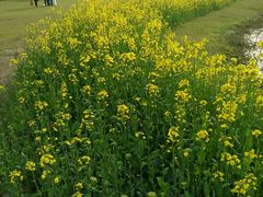 -艾溪湖湿地公园