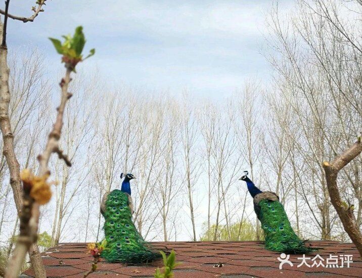 想去动物园？来乐zoo动物体验营！