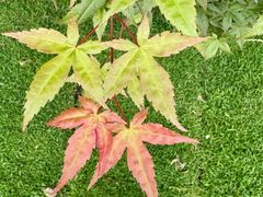 -一尺花园(安和花园店)