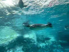 -帝企鹅自助餐厅•儿童岛•真企鹅(长隆企鹅酒店)