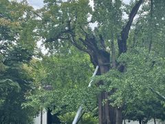 -上海佘山国家森林公园天马山园