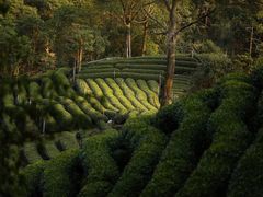 -西湖风景区十里琅珰-五云山