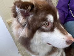 -Let's go狗咖·猫咖·奶狗·桌游(春熙路IFS店)