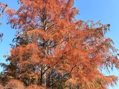 -上海共青森林公园