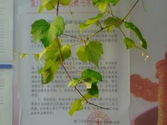 -溪岸路花鸟市场
