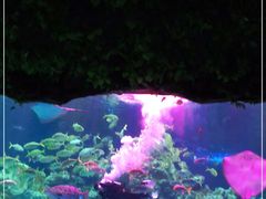 -芜湖新华联大白鲸海洋公园