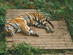 -大连森林动物园