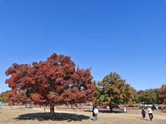 -五角枫生态旅游景区