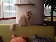 iphone_upload_pic-萌喵宠狗爱心宠咖