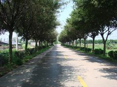 林荫大道-海鸥岛